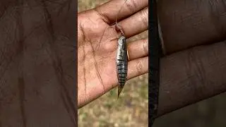 തലേക്കല്ലൻ മീൻ 😂🐟 #shorts #fishing #fish