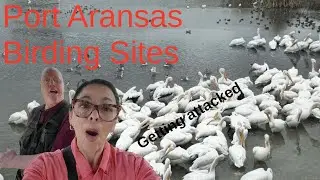 5 Amazing SIGHTS to Discover at Leonabelle Turnbull Birding Center