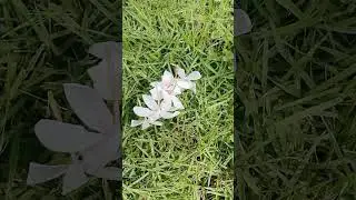 How to take picture of a beautiful peach blossom? #good photo