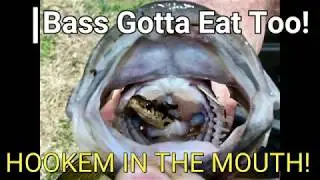 FISH EAT SNAKE! #SHYTIMFISHING ! Urban Pond Bass Fishing Jacksonville,Florida! HOOKEM IN THE MOUTH!