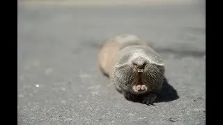 Spalax microphthalmus. Greater mole-rat - Cлепыш. Русская Лозовая, Харьковская обл., Украина.