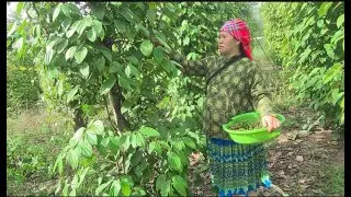 Village Sisters' Final Pepper Harvest.Hard Work & Joy in Rural Life