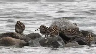 タシギ　Common snipe　野鳥　wildbirds