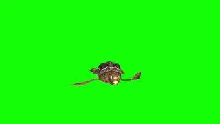 Animated Turtle Swimming Green Screen Clips