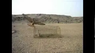 angry birds - arabic version