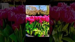 Europe Travel in Nederland,  Keukenhof 2025 ( The largest tulipe 🌷 farm)