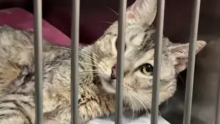 San Antonio Pets Alive! warns of unauthorized GoFundMe page, calls it &lsquo;misleading&rsquo;