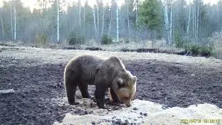 metsakaamera valitud videod, wildlife camera videos