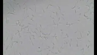 sperma Optilab