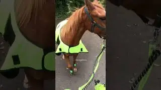 Big thanks to the driver behind that offered to reverse her car for her 🤪 #horse #horses #car #cars