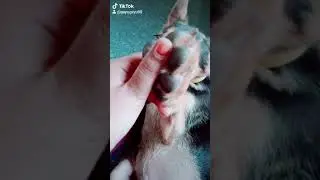 german shepherd biting owner😱. German shepherd in tamil| gsd puppy in Tamil.