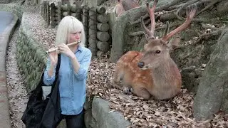Laugh Out Loud With the Funniest ANIMALS of 2026 So Far 🤣 Funny Animals Videos!