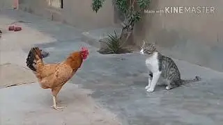POULE & COQ VS CHAT & CHIEN