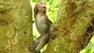 Pity Poor Lizza Scream Loudly Angry Mom CaCa &King Lion No Waiting | Keep Lizza Alone| Monkey Crying