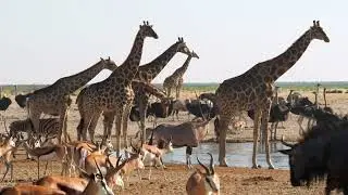 Animal Classification and Its Kingdom as a whole.(Beginners Guide)