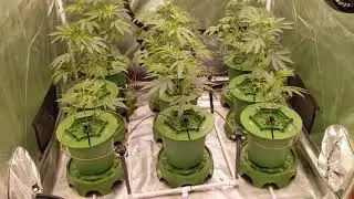 5x5 Grow - 1 (Red Runtz, GMOxRootbeer, LA Kush Cake)