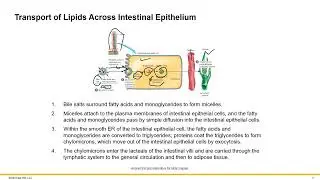 Digestion and Absorption