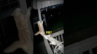 This Cat Outsmarted A Coyote...