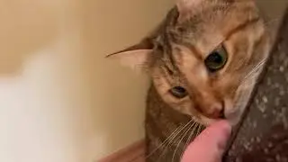 Cats love malt paste
