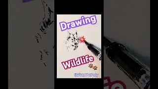 Drawing Wild Wolves #wolf #drawing #sketch #stantopoly #shortvideo