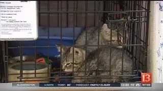 Overcrowding at Hamilton County Humane Society