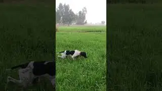 English pointer working 🔥 #hunting #pointer #hunter #pointerdog #francolin