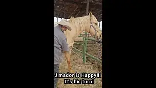 JIMADOR is Happy now cause he is getting his grooming,  He really loves it  #ourlittletexasranch