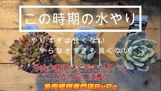 【この時期の水やり】　やりすぎも良くない　やらなさすぎも良くない　多肉の顔をよく見てやるべし　ここを見て注意！　多肉植物専門店RuPo