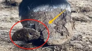 Super stress-relieving donkey hoof cutting collection丨ASMR丨Donkey hoof cutting sound