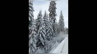 FEERIE DE IARNĂ SPRE LACUL OAȘA, DE LA OBÂRȘIA LOTRULUI 