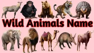 Wild Animals Name in English and Hindi || जंगली जानवरों के नाम || Jungle Animals for Kids || #aimals