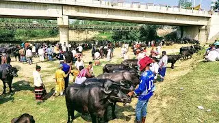 গাভী মহিষের দাম কেমন! 