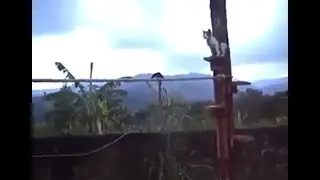 Cat Run Through an Obstacle Course
