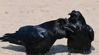 Raven Conversation