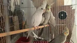 We shift our birds here/please subscribe. 