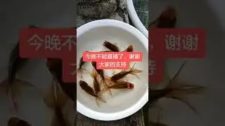 LanshouGoldfish Satisfying fish Goldfish #short#shorts