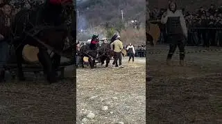 Caii lui Valentin Preda ! Concurs de tracțiune Comarnic !🐴