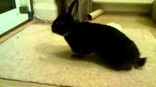 Leila Rabbit E.Cuniculi progress hopping 21/07/12