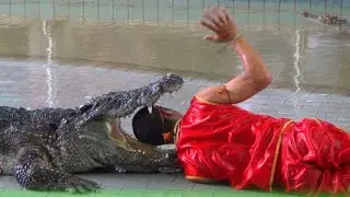 World&rsquo;s Largest Crocodile Ever Seen | Top 6 Biggest Crocodiles Caught On Camera