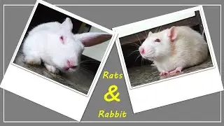 Rats and rabbit playing together