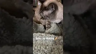 Bread Maker #kitty #kittycat #cat #catlover #shorts #meow #subscribe #like #share #trendingshorts