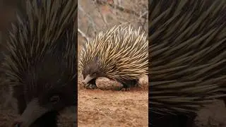 Echidna lays eggs, feeds with milk, and carries the young in a pouch 