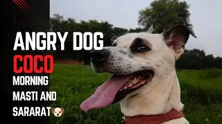 Angry 😠😡 dog coco masti and sararat 😎😎 @coco77789 #streetdogs #funny #loyaldogs#pitbull  #dogfoods 