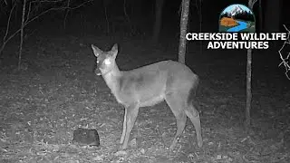 The Baby Deer Is Back Hanging Out On Trailcam