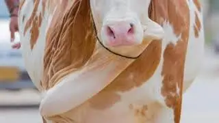 Bakra Eid memes || 2019 || best memes of Bakra Eid