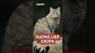Kucing liar Eropa #catlovers #kucing #cat