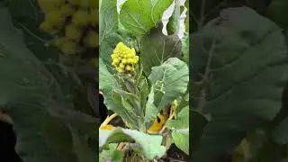 #growyourownfood #garden #gardening #growfood #growfoodathome
