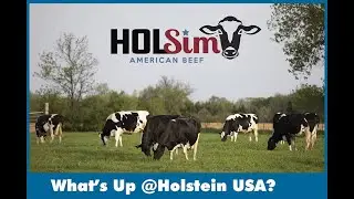 What's Up at Holstein USA: Beef, Dairy Collaboration Launches HOLSim Program