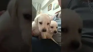 #алматы #labrador #puppy #суперсобака #собака #labrador #продажи