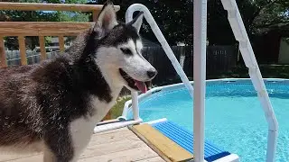 My Husky JUMPED In the POOL!